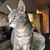 Cat Portrait Cat