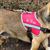 Red Custom Dog Harness